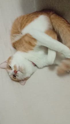 あっこのまぁるいお家〜クリスマスイブ&小枝ちゃん２歳のBirthdayの記事動画