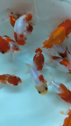 桜錦入荷の記事動画