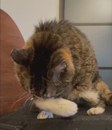 タマえもん21歳とゴロミちゃんお家の子記念日の記事動画
