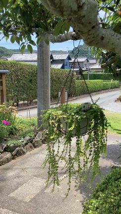 実家にての記事動画