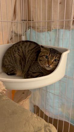 慣れるよねの記事動画