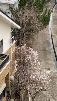 梅と雪の記事動画