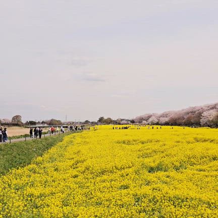 桜満開ソロツーリング！みたいな！？の記事動画