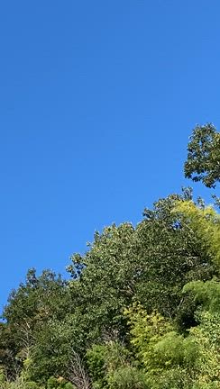 裏山のオーケストラの記事動画