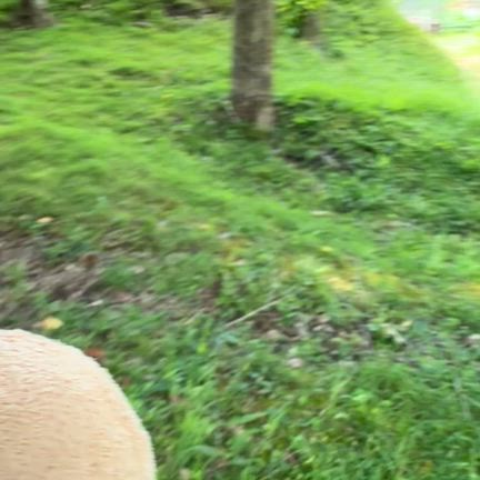 伊豆天城のファーマーズヒルの記事動画