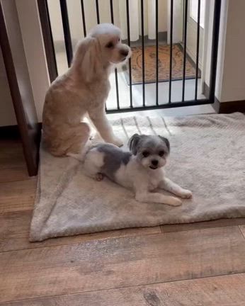 今月のふわふわもふもふDAYの記事動画