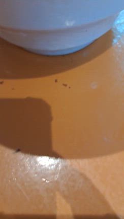 ラーメン浜ねっこ 栗原市築館の記事動画