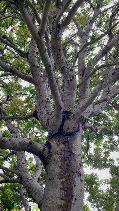 アナベルと私の姫様と鳥のさえずりとの記事動画