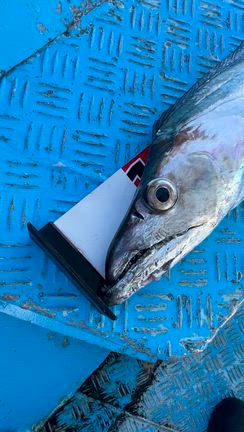 2025.10.06［大潮］タチウオ便の記事動画