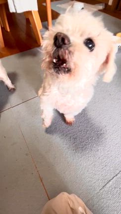 ガムの記事動画