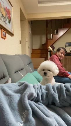 中国のわんこ＋連載４コマ漫画笑劇の一歩２８8歩２８9歩の記事動画