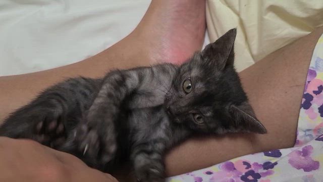 いぶきの手術が終わりました。の記事動画