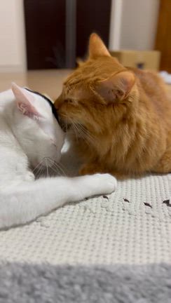 仲良いの？悪いの？の記事動画