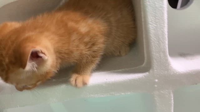 山口市阿東の山田農林日報 うちの仔猫達ですの記事動画