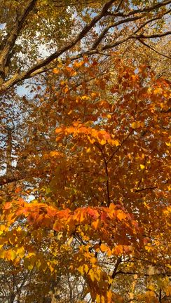 ◆［神々の祝福動画］強風は浄化のサインの記事動画
