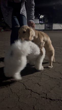 た〜〜〜この記事動画