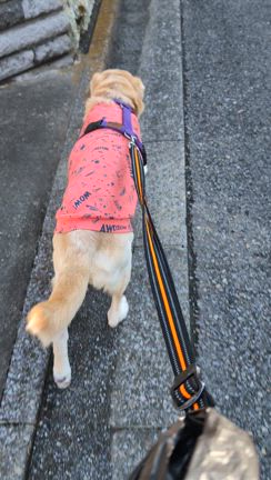 散歩に行ったよの記事動画