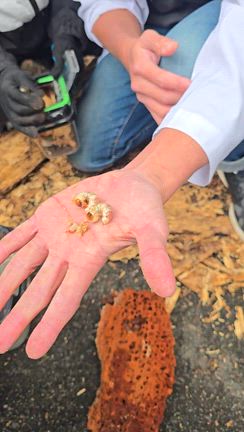 【広島・冬の昆虫教室】朽ち木の中にコクワガタの幼虫が6匹！子どもの五感を育てる自然体験レポートの記事動画