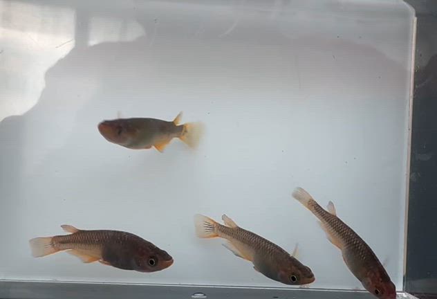 メダカコレクション2024in明石【川の中のめだか】の記事動画