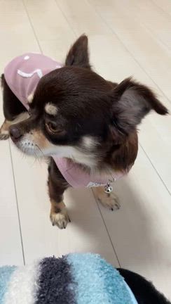 【正式譲渡】L.チワワ♡ルビーちゃんの記事動画