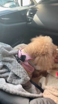 退院の記事動画