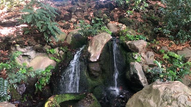 善福寺公園　新緑　こいのぼりの記事動画