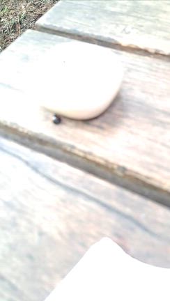 パンが人気のランチへの記事動画