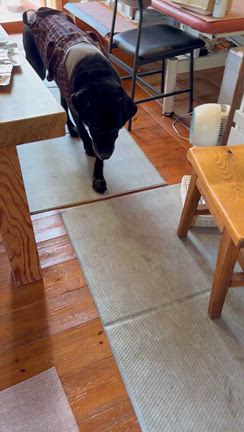 Total dogcare wanheartの記事動画