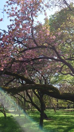 2025 桜 砧公園の記事動画