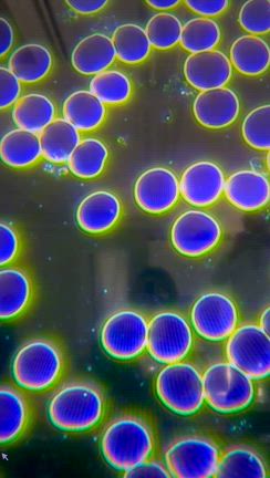 暗視野顕微鏡で自分の血液を見てみるの記事動画