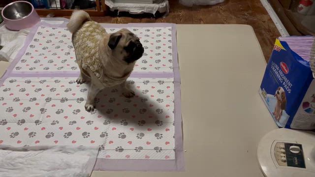 【保護犬　パグ脳炎】気が気じゃないけど、ずっとくっついても居られずだからコレは良い♡の記事動画