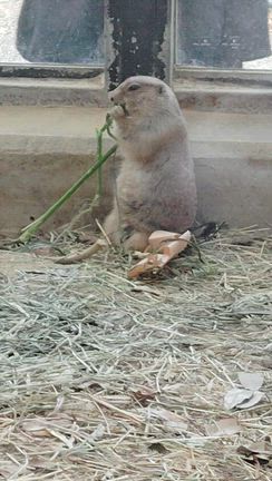 久しぶりの東山動植物園その➁の記事動画