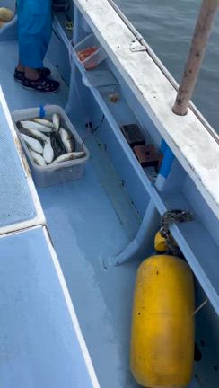 9/04       本日はマハタ.ヒラメ狙いとショウサイフグに！の記事動画