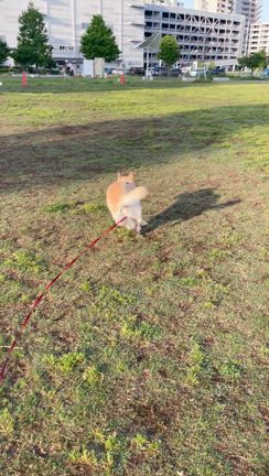 ㊗️10周年！サリーの家族記念日の記事動画