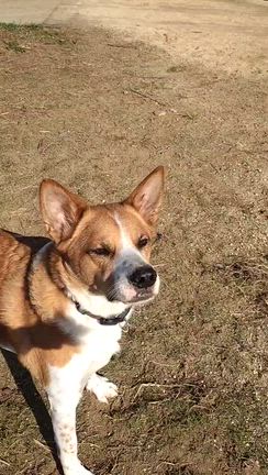 コアとボール遊びの記事動画