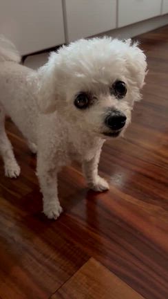 さっちゃん検査の日の記事動画