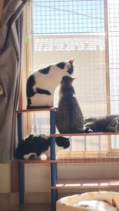 アトムの記事動画