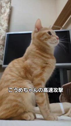 人馴れ修行中のお米ちゃんのその後は・・・の記事動画