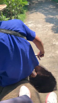 ひっさびさの海外旅行タイ ・バンコクに行く②〜象に乗るの記事動画