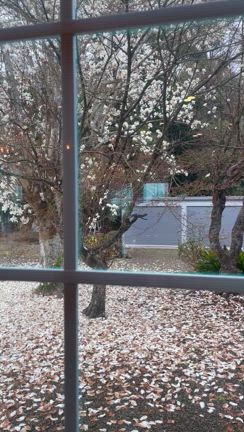 雪みたいだったの記事動画