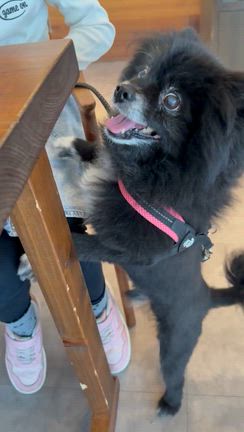 なぜ丸刈りに@ドッグカフェの記事動画