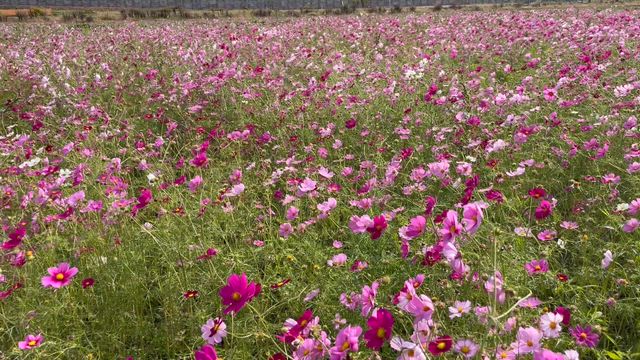 笠岡ベイファームの記事動画