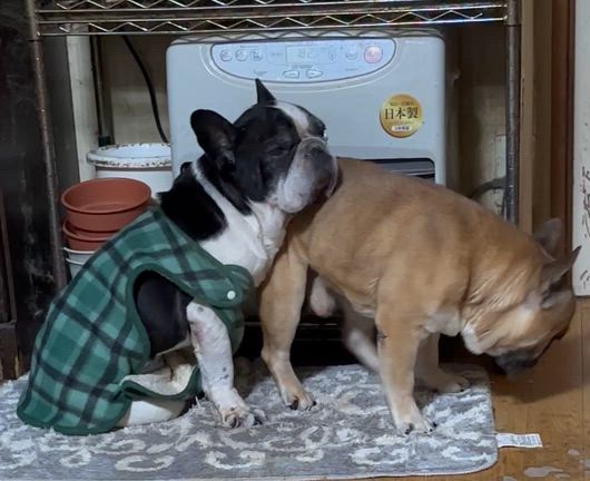 海老蔵の割り込み方〜笑の記事動画