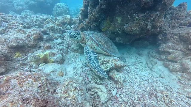 【連載】なぜ海を見に行きたくなるのかの記事動画