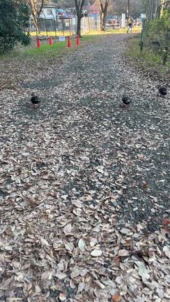 のどかなの記事動画