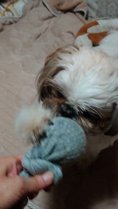 ぼくはみこと　　朝の散歩はなしだったんだっ！！の記事動画