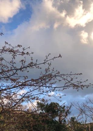 春めいて来たのに大爆風というお話しの記事動画