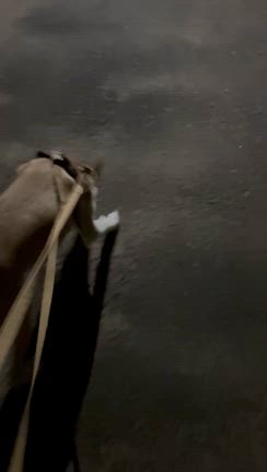 花火と150センチの柵の記事動画