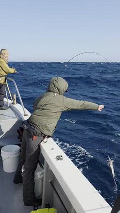 ライトヤリイカ便好調‼️の記事動画