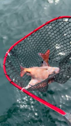 3月9日　タイラバの記事動画